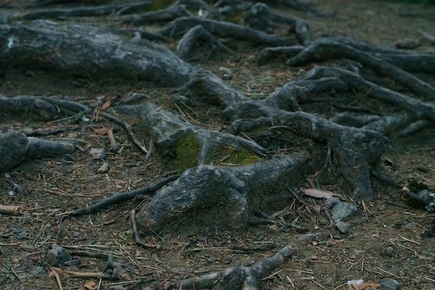 Floresta paisagem escura Raízes de árvores em musgo