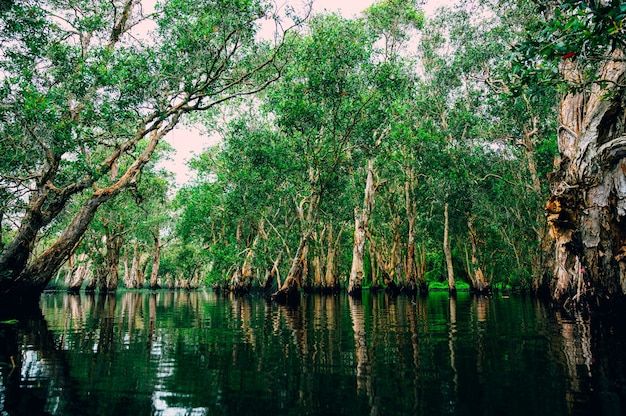 Floresta pantanosa com rio na selva