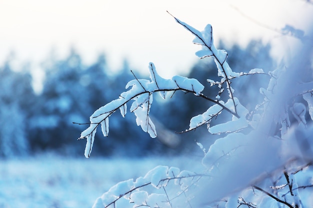 Floresta pitoresca coberta de neve no inverno