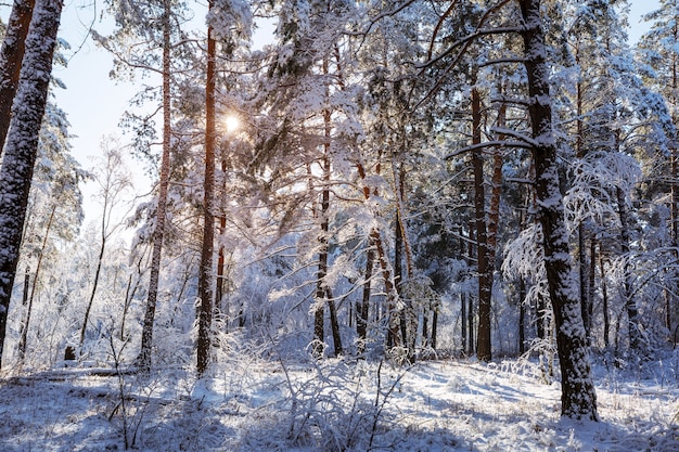 Floresta pitoresca coberta de neve no inverno