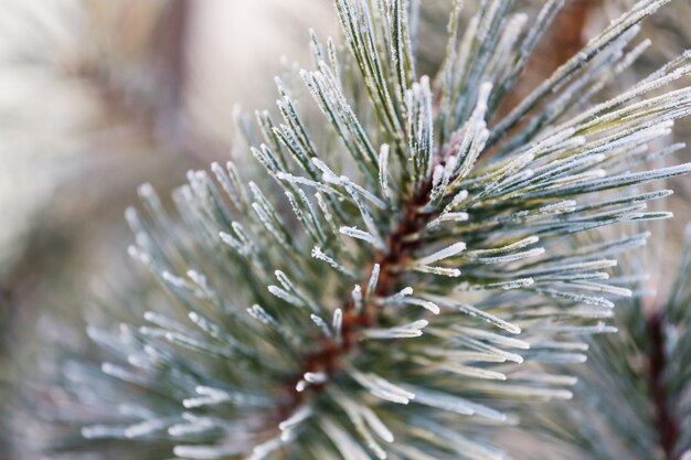 Floresta pitoresca coberta de neve no inverno