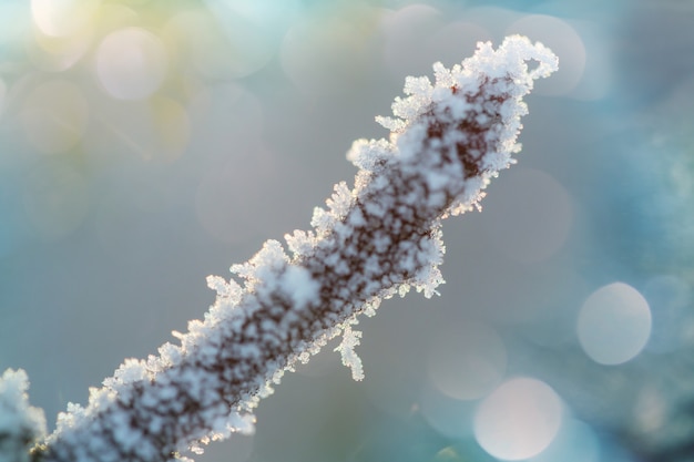 Floresta pitoresca coberta de neve no inverno