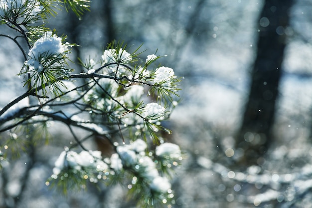Floresta pitoresca coberta de neve no inverno