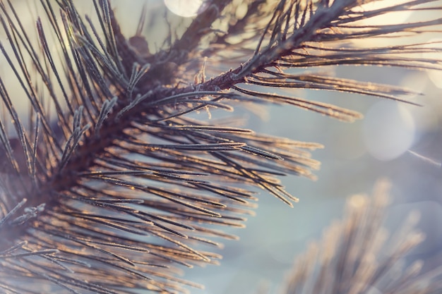 Floresta pitoresca coberta de neve no inverno