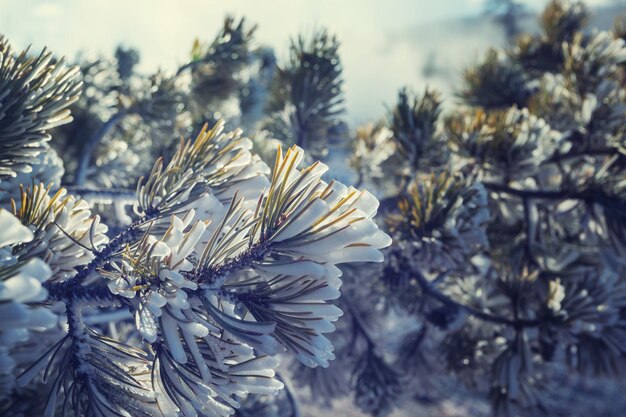 Floresta pitoresca coberta de neve no inverno