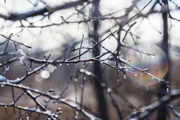 Floresta pitoresca coberta de neve no inverno