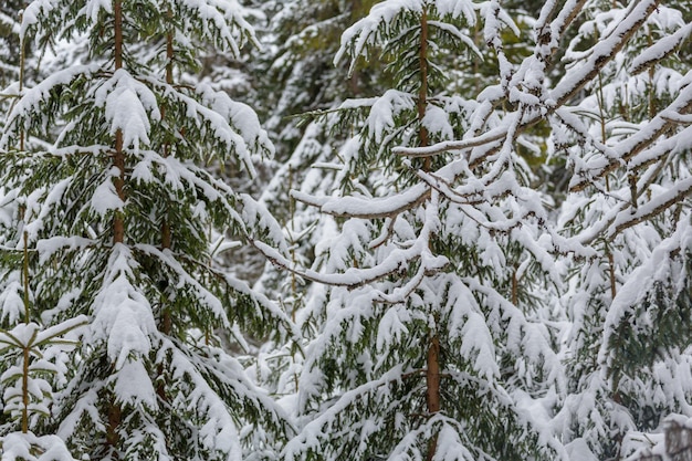 Floresta pitoresca coberta de neve no inverno