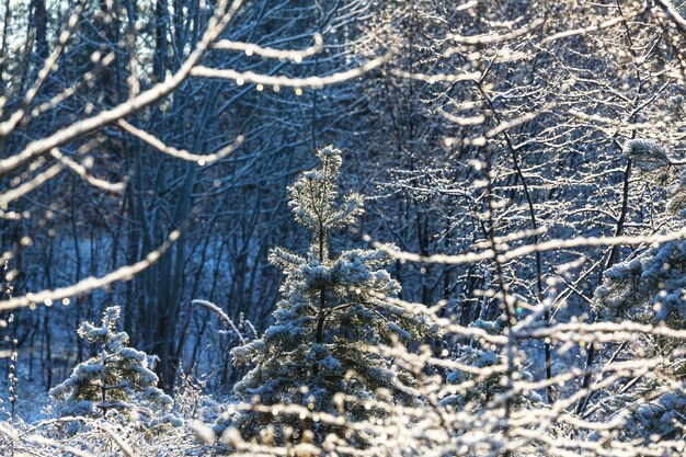 Floresta pitoresca coberta de neve no inverno