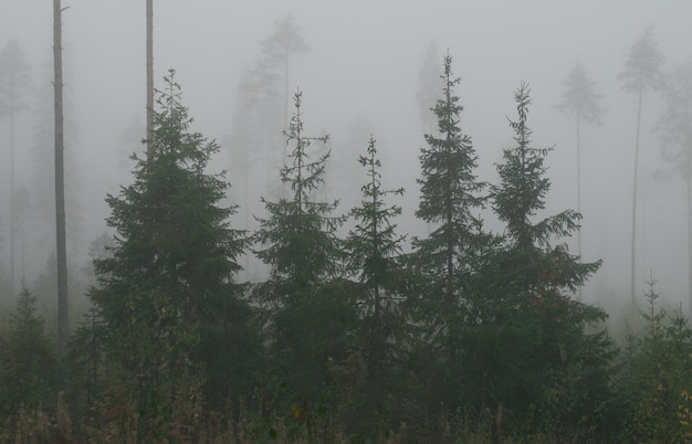 Floresta pitoresca de outono no nevoeiro.