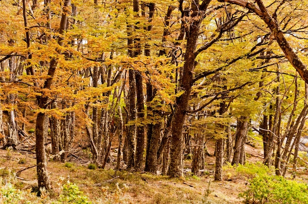 Floresta profunda