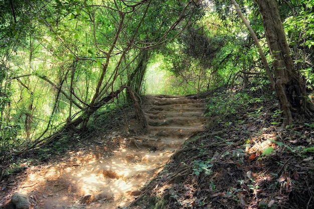 floresta profunda