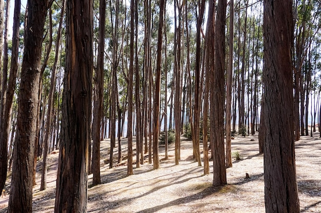 Floresta Qenqo, Complexo Arqueológico de Cusco.