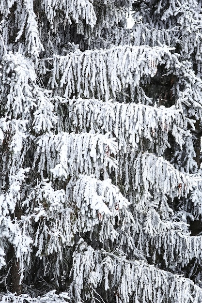 Floresta russa de inverno coberto de neve