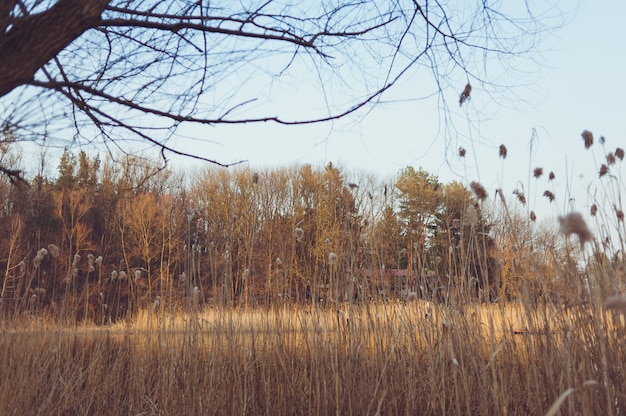 Floresta seca com vegetação no início da primavera