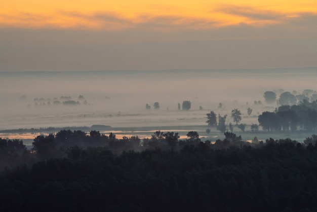 Floresta sob neblina no início da manhã