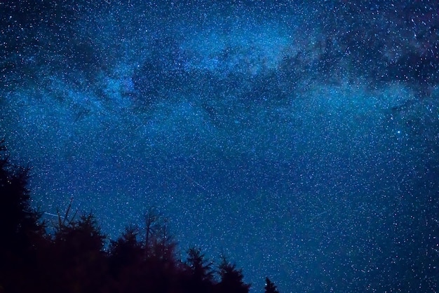 Floresta sob o céu noturno com estrelas