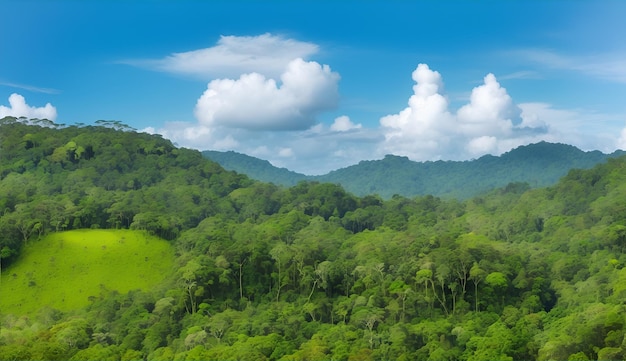 Floresta tropical bornéu selva floresta paisagem montanha árvore