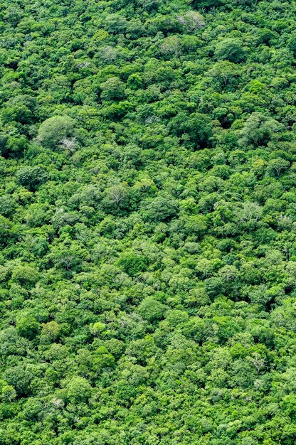 Floresta tropical brasileira vista aérea formando uma textura com as árvores