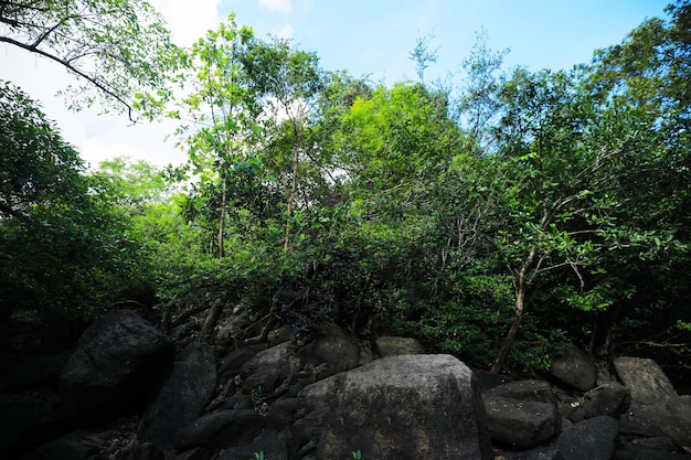 Floresta tropical com pedras e árvores verdes