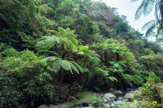 Floresta tropical, com, vário, árvore, e, fluxo