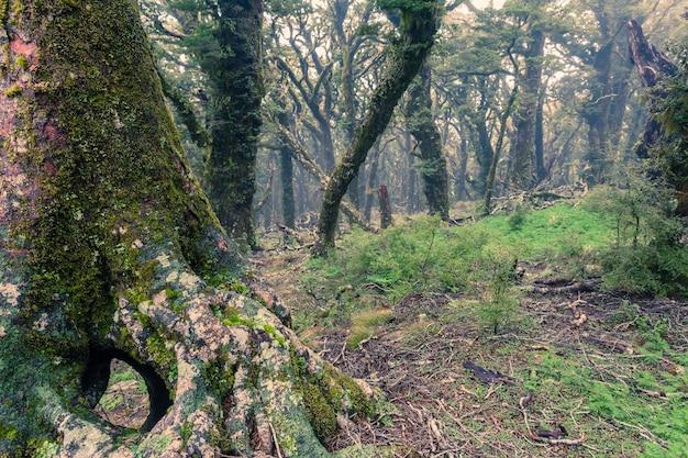 Floresta tropical da montanha virgem fantasmagórica Marlborough NZ