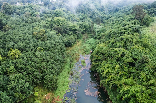 Floresta tropical de abundância com neblina e rio fluindo pela manhã no parque nacional