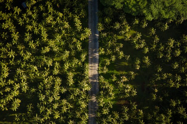 Floresta tropical de coqueiros