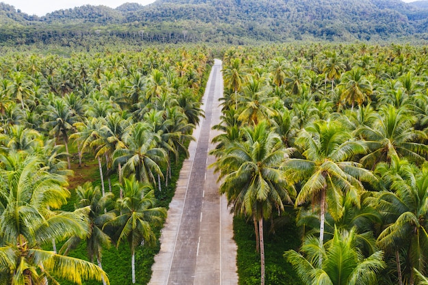 Floresta tropical de coqueiros