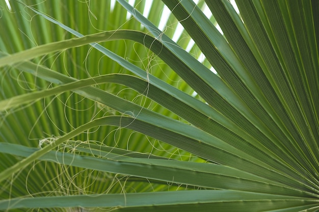 Floresta tropical de folhas verdes