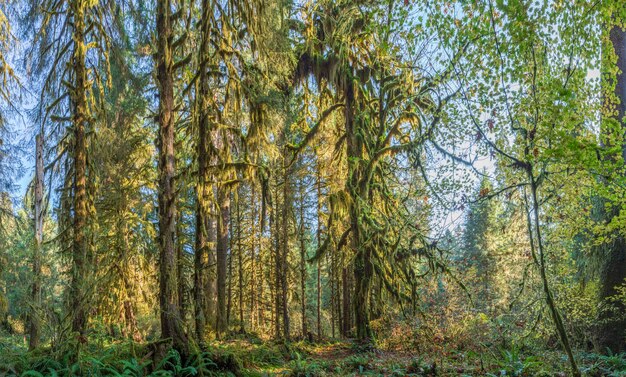 Floresta tropical de Hoh no Parque Nacional Olímpico de Washington, EUA