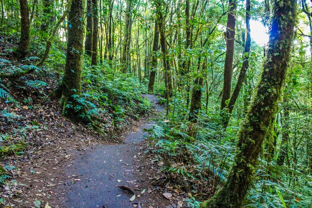 floresta tropical em doi inthanon chiangmai tailândia