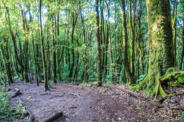 floresta tropical em doi inthanon chiangmai tailândia