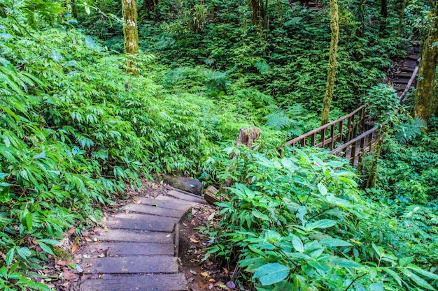 floresta tropical em doi inthanon chiangmai tailândia