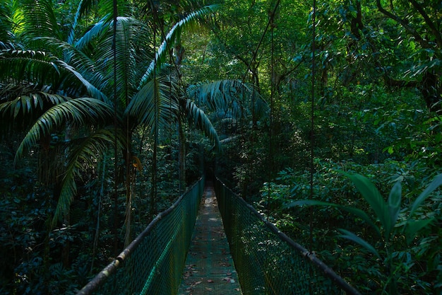 Floresta tropical na Costa Rica