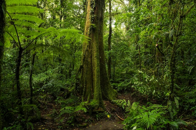 Floresta tropical na Costa Rica