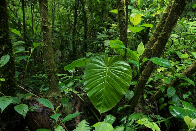 Floresta tropical na Costa Rica