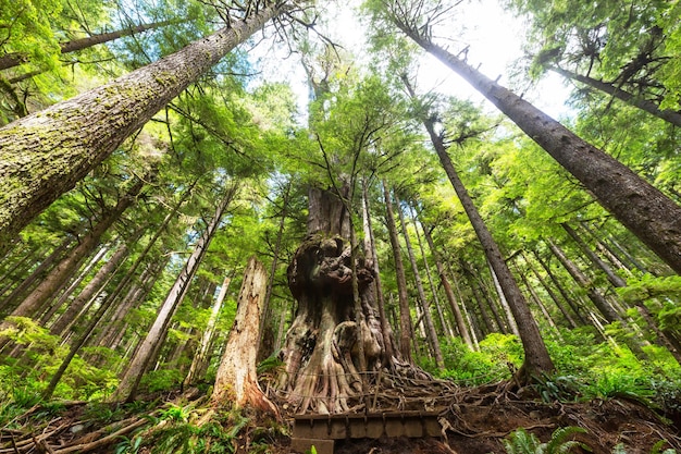 Floresta tropical na ilha de vancouver, colúmbia britânica, canadá