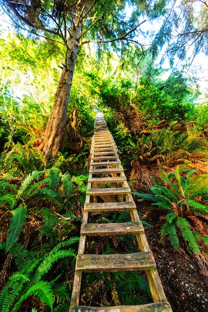 Floresta tropical na ilha de Vancouver, Colúmbia Britânica, Canadá