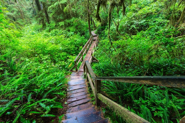 Floresta tropical na ilha de Vancouver, Colúmbia Britânica, Canadá