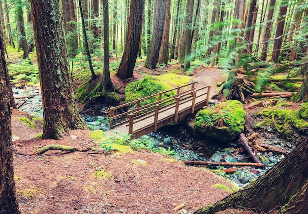 Floresta tropical na ilha de Vancouver, Colúmbia Britânica, Canadá