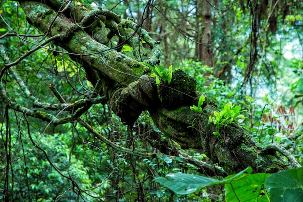 Floresta tropical na tailândia