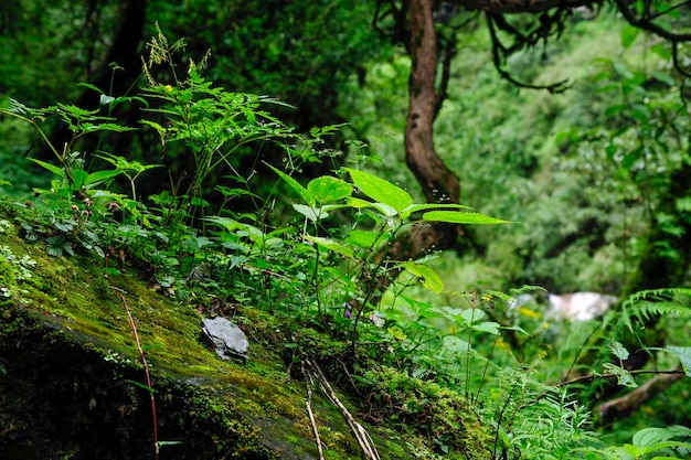 Floresta tropical no sudeste da ásia