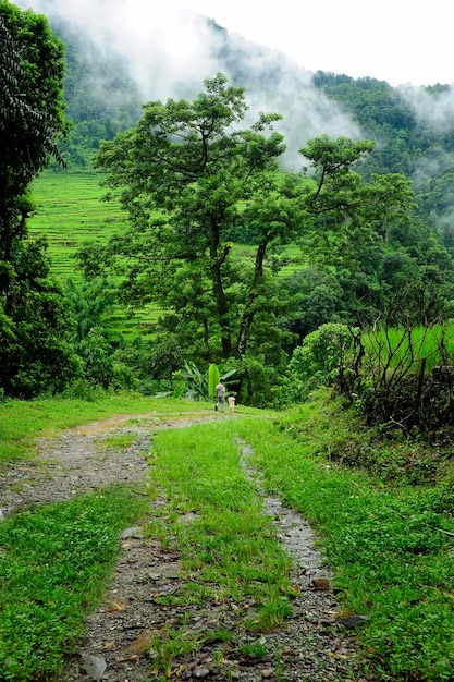 Floresta tropical no sudeste da ásia