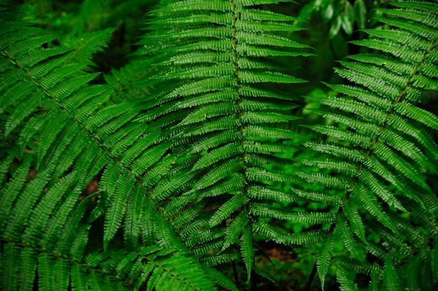 Floresta tropical no sudeste da Ásia