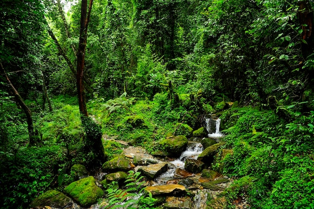 Floresta tropical no sudeste da Ásia