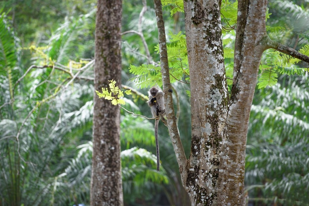 Floresta tropical