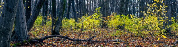 Floresta velha com árvores caídas no outono. Panorama