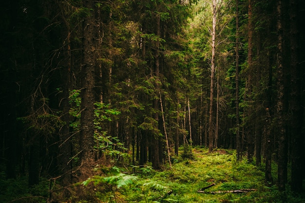 Foto floresta velha conífera escura com um raio de luz, verão da américa do norte