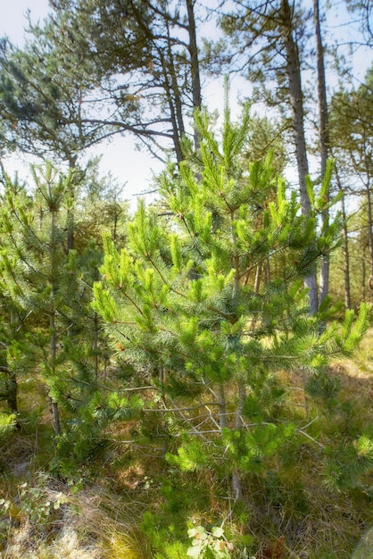 Floresta verde com arbustos e pinheiros luxuriantes Beleza na natureza com padrões de folhas calmantes na floresta ou na selva Ambiente ao ar livre calmante tranquilo zen tranquilo e natureza imperturbável em harmonia