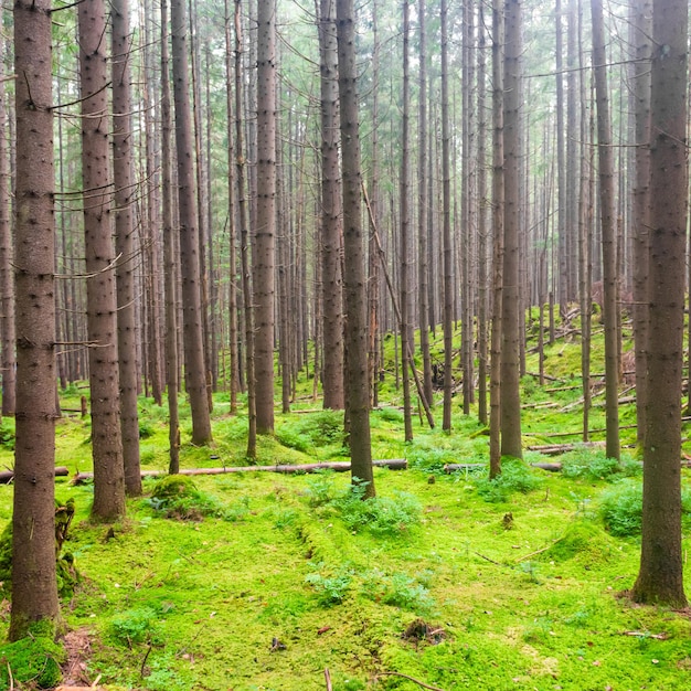 Floresta verde com névoa